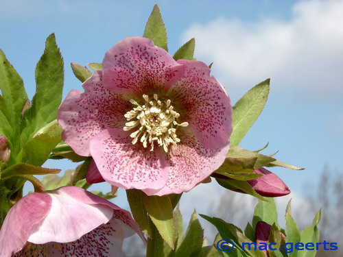 helleborus hybr